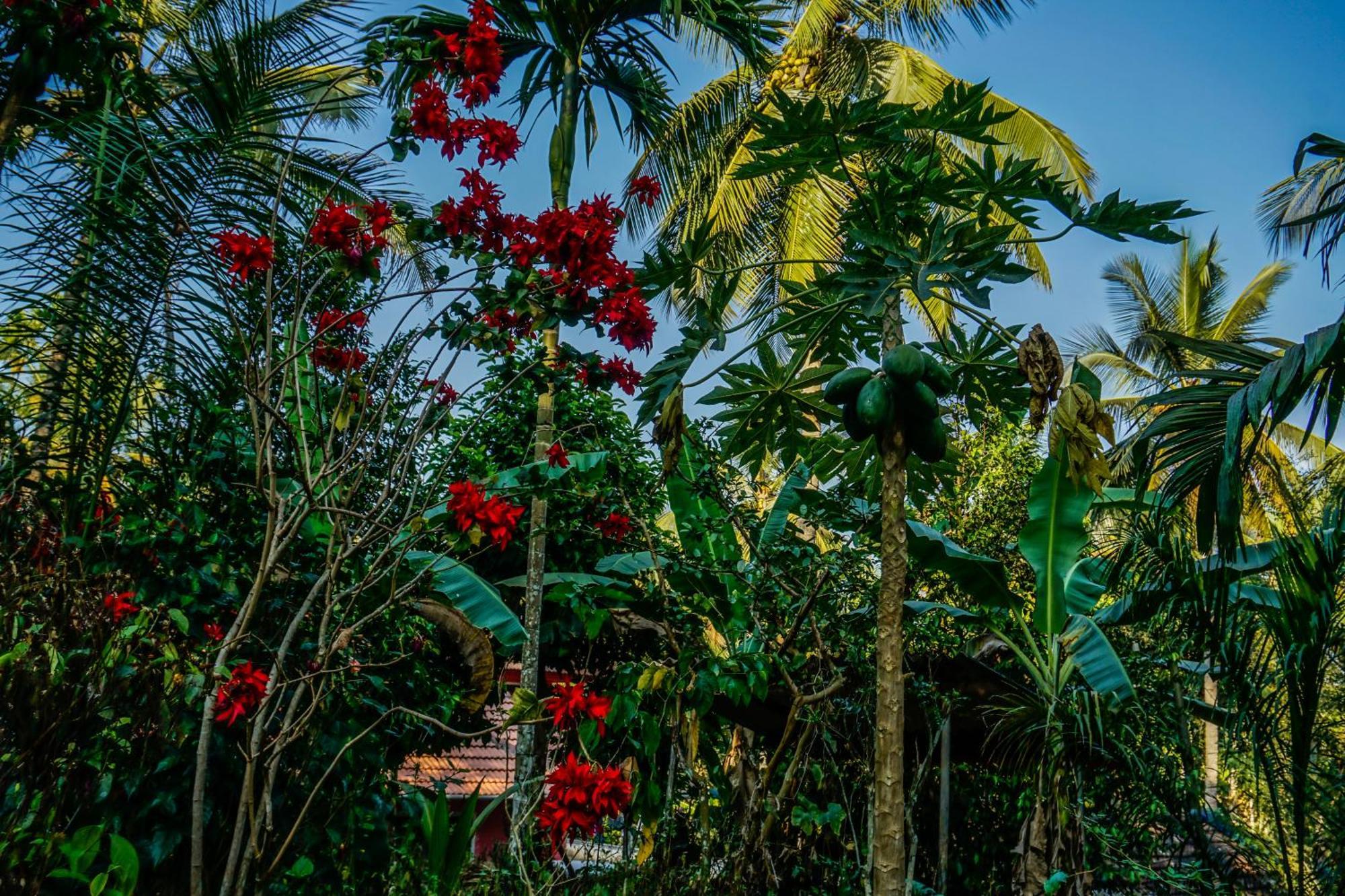 Spice Garden Farm House Sultan Bathery Ngoại thất bức ảnh