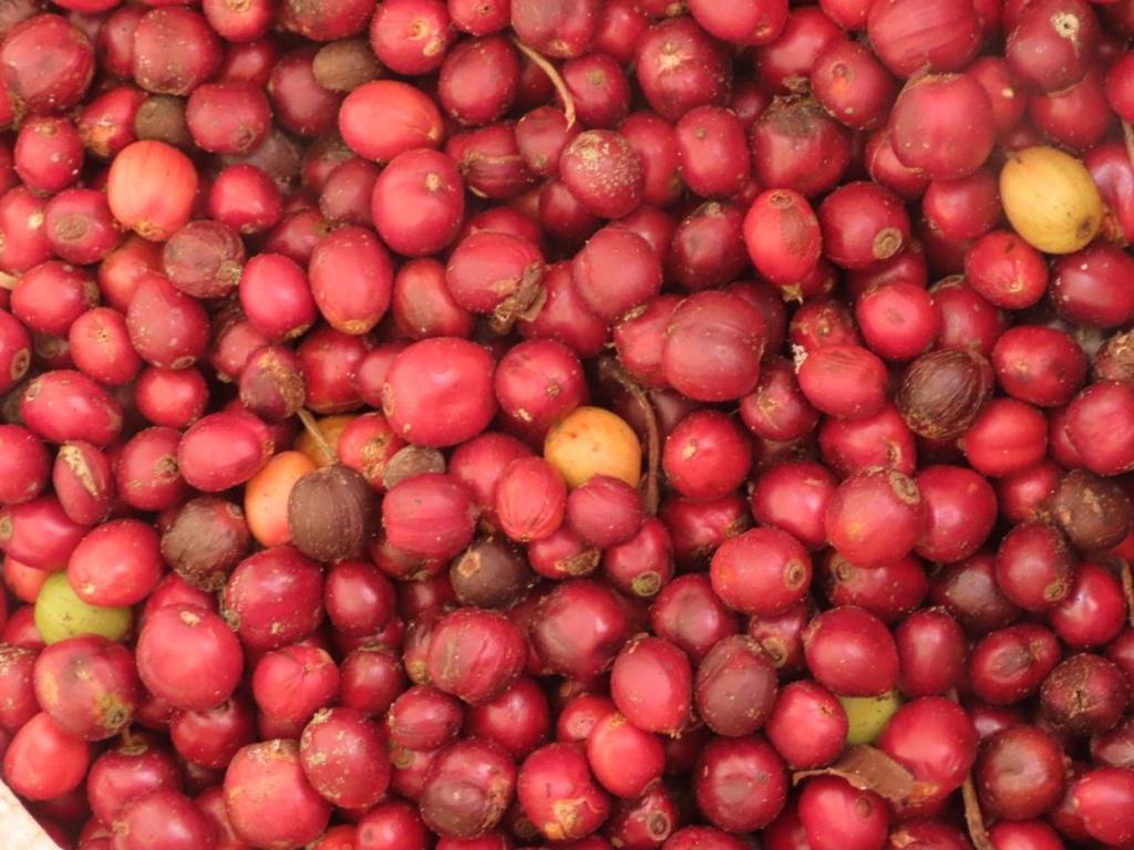 Spice Garden Farm House Sultan Bathery Ngoại thất bức ảnh